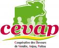 Cevap